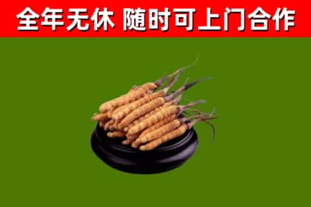 赤城回收散虫草
