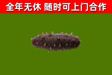 赤城回收海参干